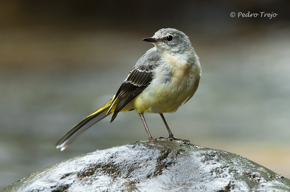 Lavandera cascadeña (Motacilla cinerea)